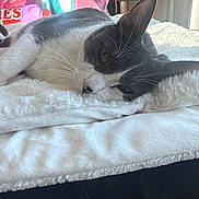 Shadow joined the competition — help win amazing prizes! cat, gray_and_white, fluffy_blanket, indoor, plush_toys, scratching_post, relaxed, sunlight, window, pet, feline, resting, close_up, cozy, soft_texture, whiskers, ears, nose, bedroom, home