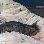 Ivy is registered to the contest to win money with this photo: kitten, cat, sleeping, tabby, blanket, paw_prints, cozy, animal, pet, feline, indoor, soft, cute, resting, fur, small, peaceful, comfort, relaxation, home