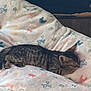 kitten, cat, sleeping, tabby, blanket, paw_prints, cozy, animal, pet, feline, indoor, soft, cute, resting, fur, small, peaceful, comfort, relaxation, home