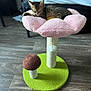 kitten, cat, sleeping, pet, indoor, cat_bed, pink, flower_shape, mushroom, cat_scratch_post, wooden_floor, furniture, cozy, small_pet, resting, cute, tabby, animal, soft_texture, home