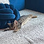 kitten, cat, sleeping, carpet, fluffy, blue_cushion, indoor, pet, tabby, resting, cozy, fur, whiskers, paws, relaxation, home, animal, cute, small, peaceful
