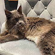 Muffassa joined the competition — help win amazing prizes! cat, gray_cat, fluffy, long_hair, yellow_eyes, chair, tufted_chair, indoor, pet, feline, relaxed, lounging, fur, whiskers, ears, corkboard, blackboard, home, domestic_animal, cozy