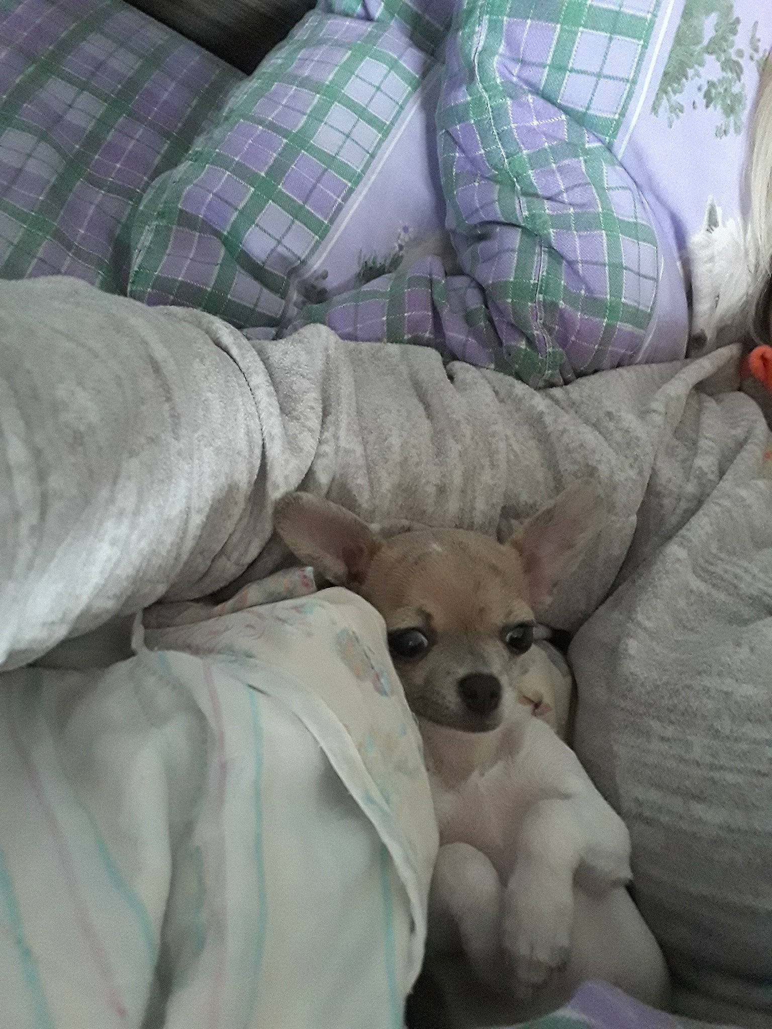 Phoebe participe au concours pour gagner de l'argent avec cette photo : canidae, carnivore, companion_dog, dog, dog_breed, nap, non_sporting_group, puppy, puppy_love, toy_dog