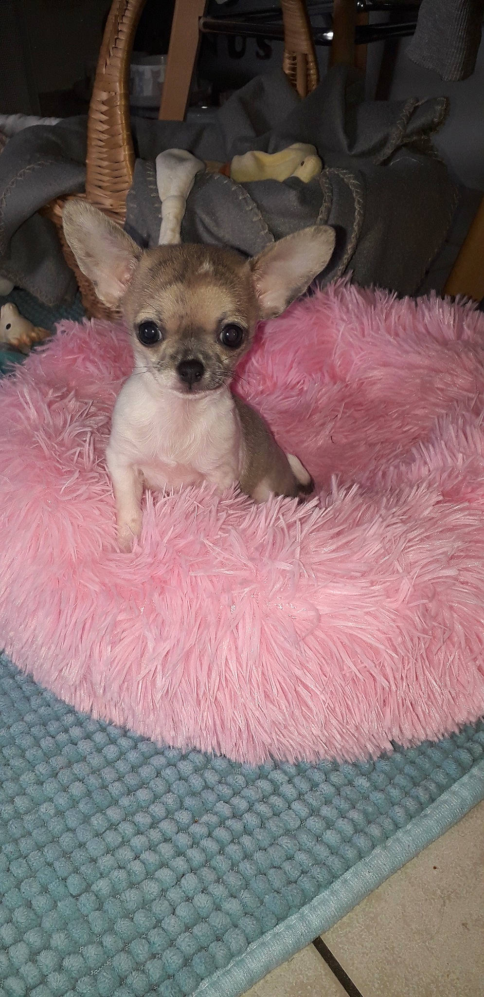 Phoebe participe au concours pour gagner de l'argent avec cette photo : canidae, carnivore, chihuahua, companion_dog, dog, dog_breed, fawn, mammal, pink, puppy, russkiy_toy, skin, snout, toy_dog, vertebrate