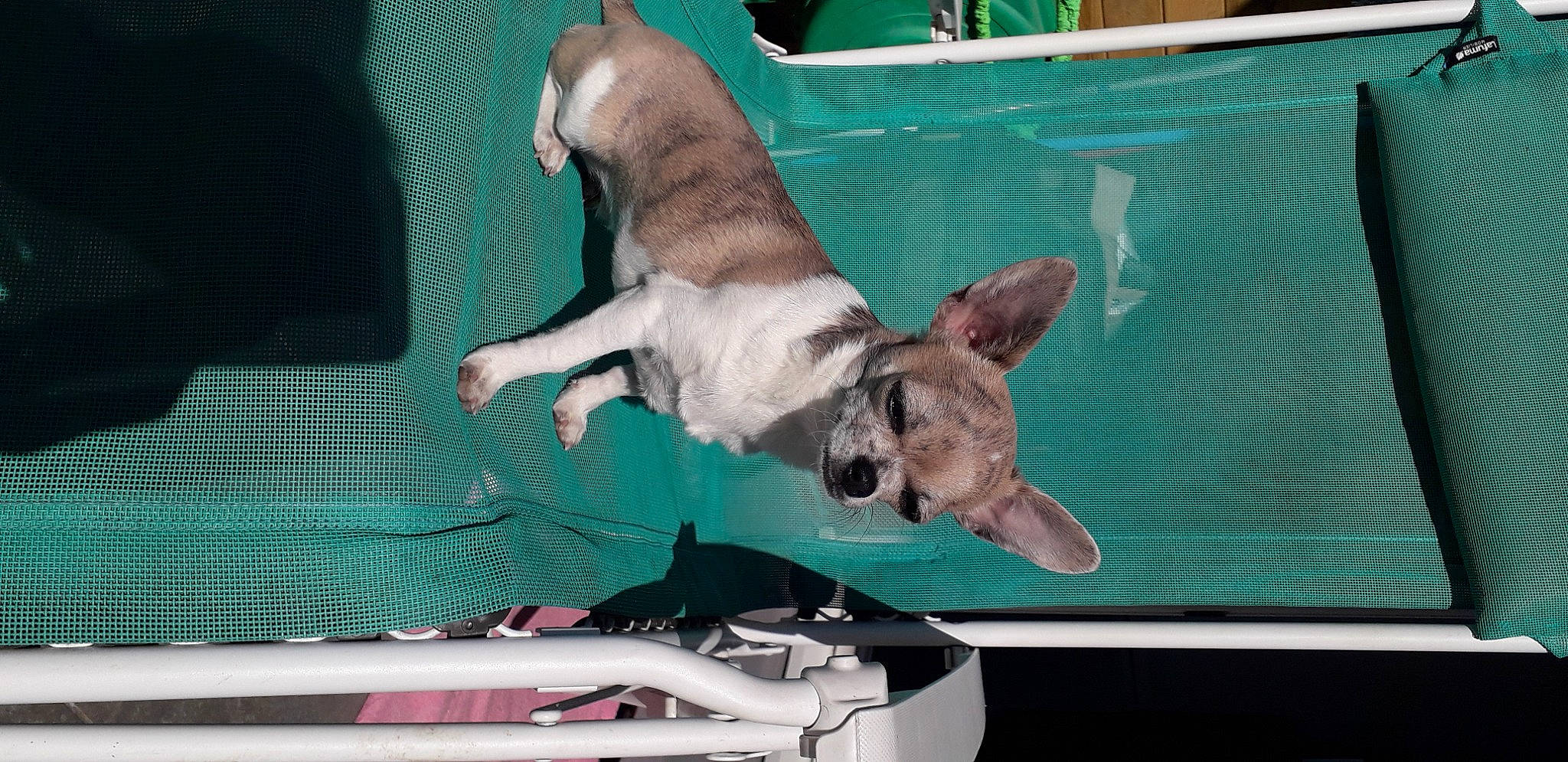 Phoebe participe au concours pour gagner de l'argent avec cette photo : boston_terrier, canidae, carnivore, companion_dog, dog, dog_breed, fawn, french_bulldog, mammal, non_sporting_group, snout, toy_dog, vertebrate