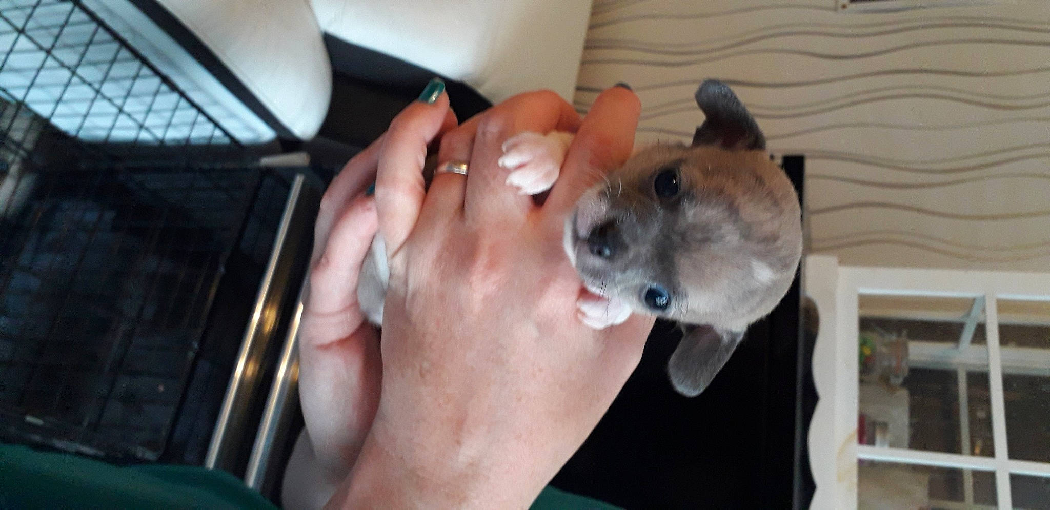 Phoebe participe au concours pour gagner de l'argent avec cette photo : canidae, carnivore, dog, dog_breed, ear, fawn, non_sporting_group, puppy