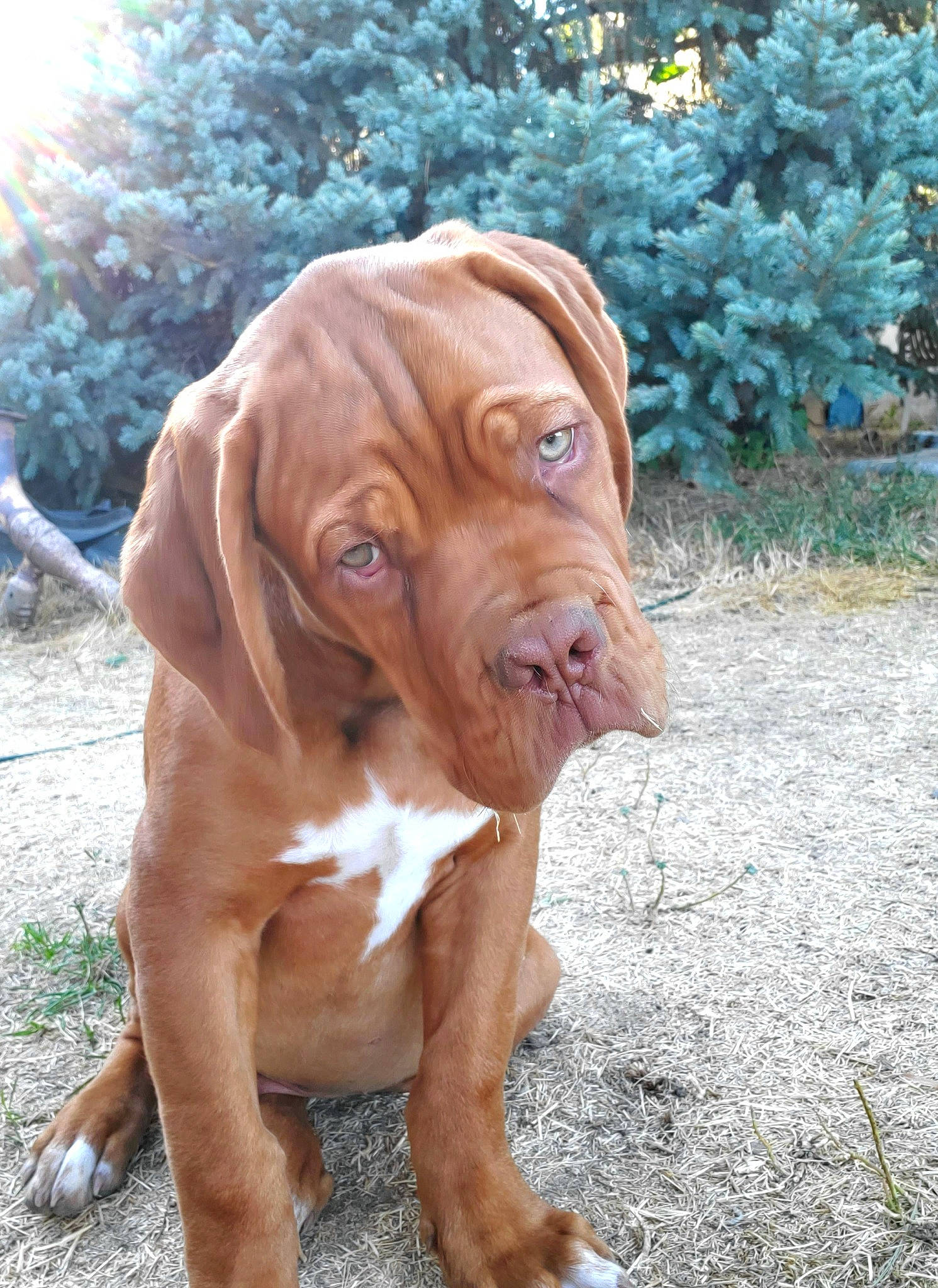 Moose joined the competition — help win amazing prizes! canidae, carnivore, companion_dog, dog, dog_breed, dog_collar, fawn, grass, liver, molosser, peach, plant, snout, sporting_group, terrestrial_animal, tree, wood, working_animal, working_dog, wrinkle