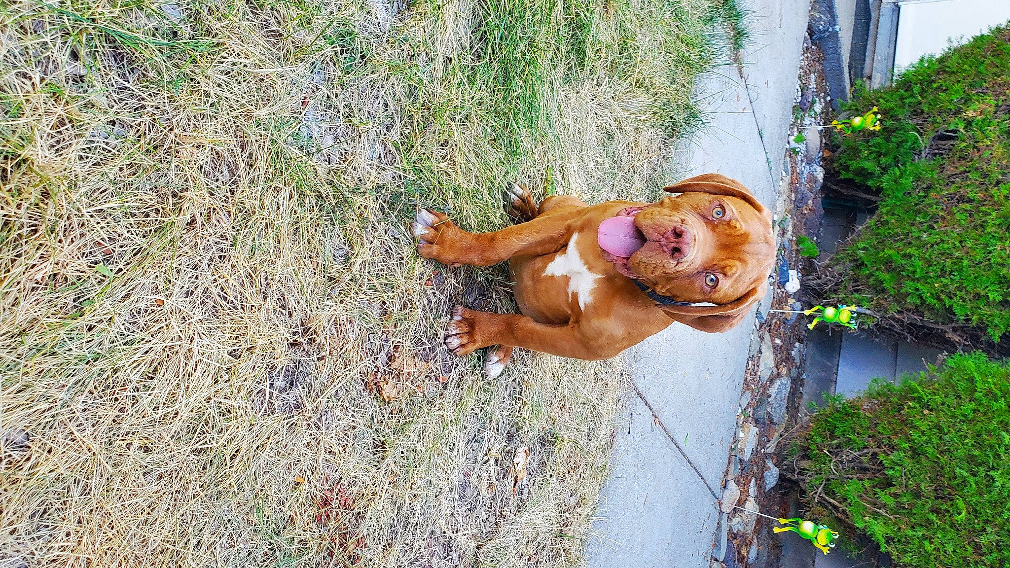 Moose joined the competition — help win amazing prizes! barechested, child, fawn, fun, grass, grass_family, happy, human_leg, landscape, leisure, people_in_nature, plant, recreation, shadow, shorts, sidewalk, soil, swimwear, thigh, tree