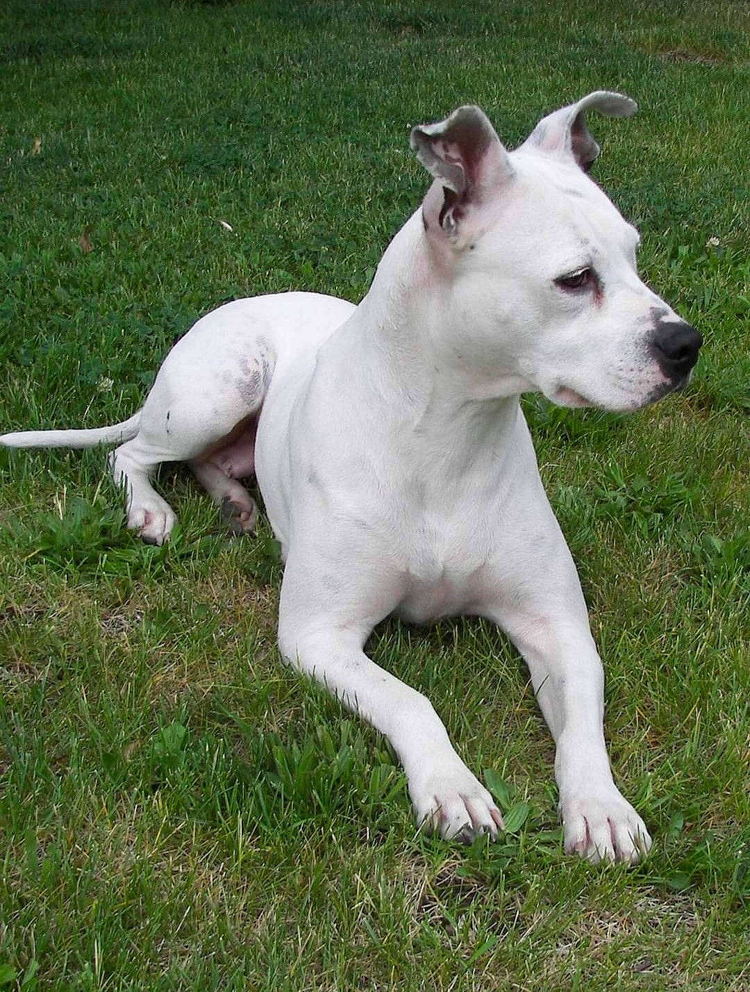 Star is registered to the contest to win money with this photo: ancient_dog_breeds, canidae, carnivore, collar, companion_dog, dog, dog_breed, dog_collar, dogo_guatemalteco, fawn, grass, non_sporting_group, plant, sporting_group, tail, terrestrial_animal, working_animal