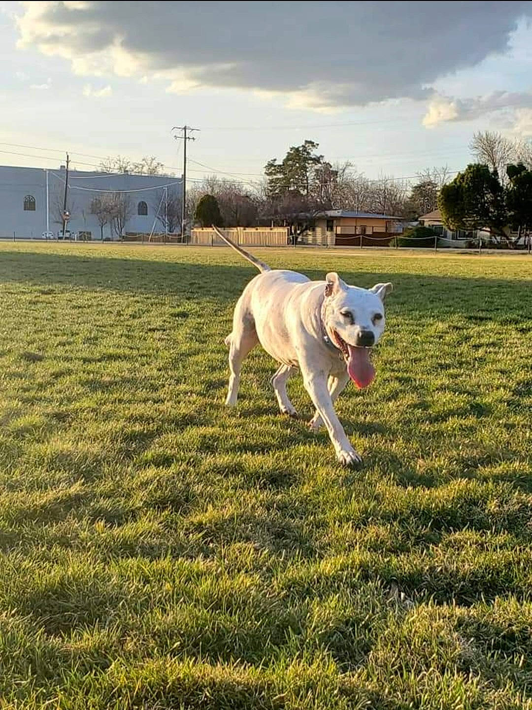 Star is registered to the contest to win money with this photo: carnivore, cloud, companion_dog, dog, dog_breed, fawn, field, grass, grassland, horizon, landscape, pasture, plant, recreation, sky, soil, tail, tree, wood, working_animal