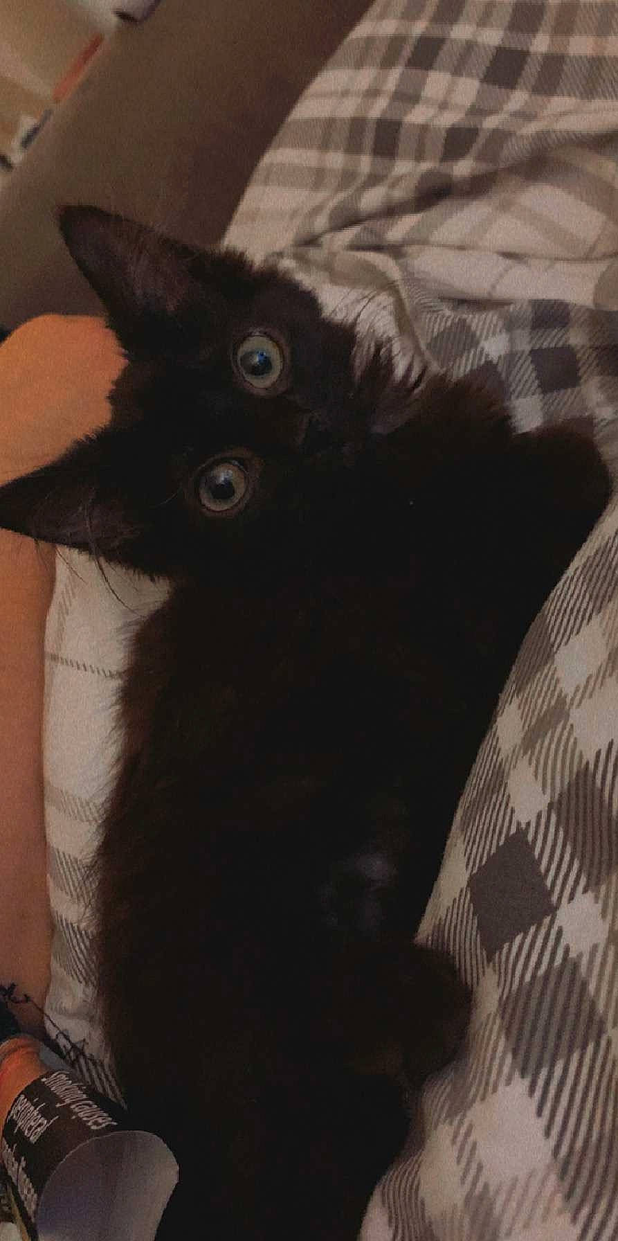 Railey joined the competition — help win amazing prizes! black_cat, bombay, carnivore, cat, cat_supply, claw, comfort, domestic_short_haired_cat, ear, felidae, fur, iris, pattern, plaid, small_to_medium_sized_cats, snout, tail, terrestrial_animal, whiskers