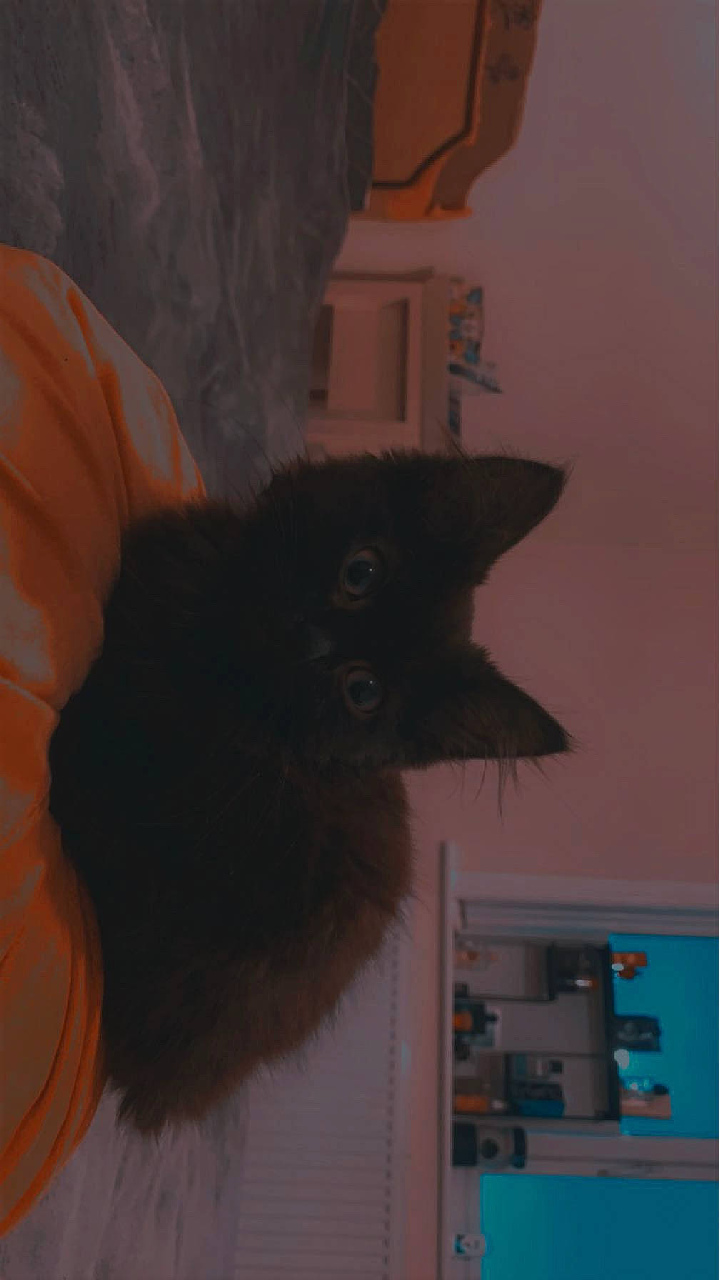 Railey is registered to the contest to win money with this photo: black_cat, carnivore, cat, comfort, domestic_short_haired_cat, felidae, fur, grey, moustache, room, shelf, small_to_medium_sized_cats, tail, whiskers