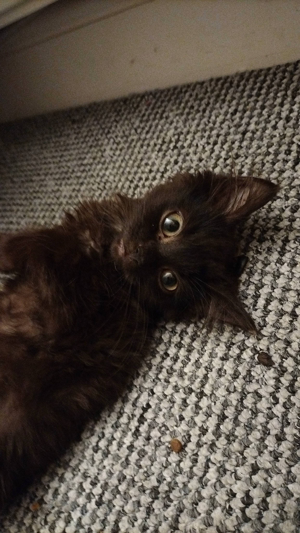 Railey is registered to the contest to win money with this photo: black_cat, bombay, carnivore, cat, claw, comfort, domestic_short_haired_cat, felidae, flooring, fur, grey, hardwood, liver, paw, small_to_medium_sized_cats, snout, tail, terrestrial_animal, whiskers, wood