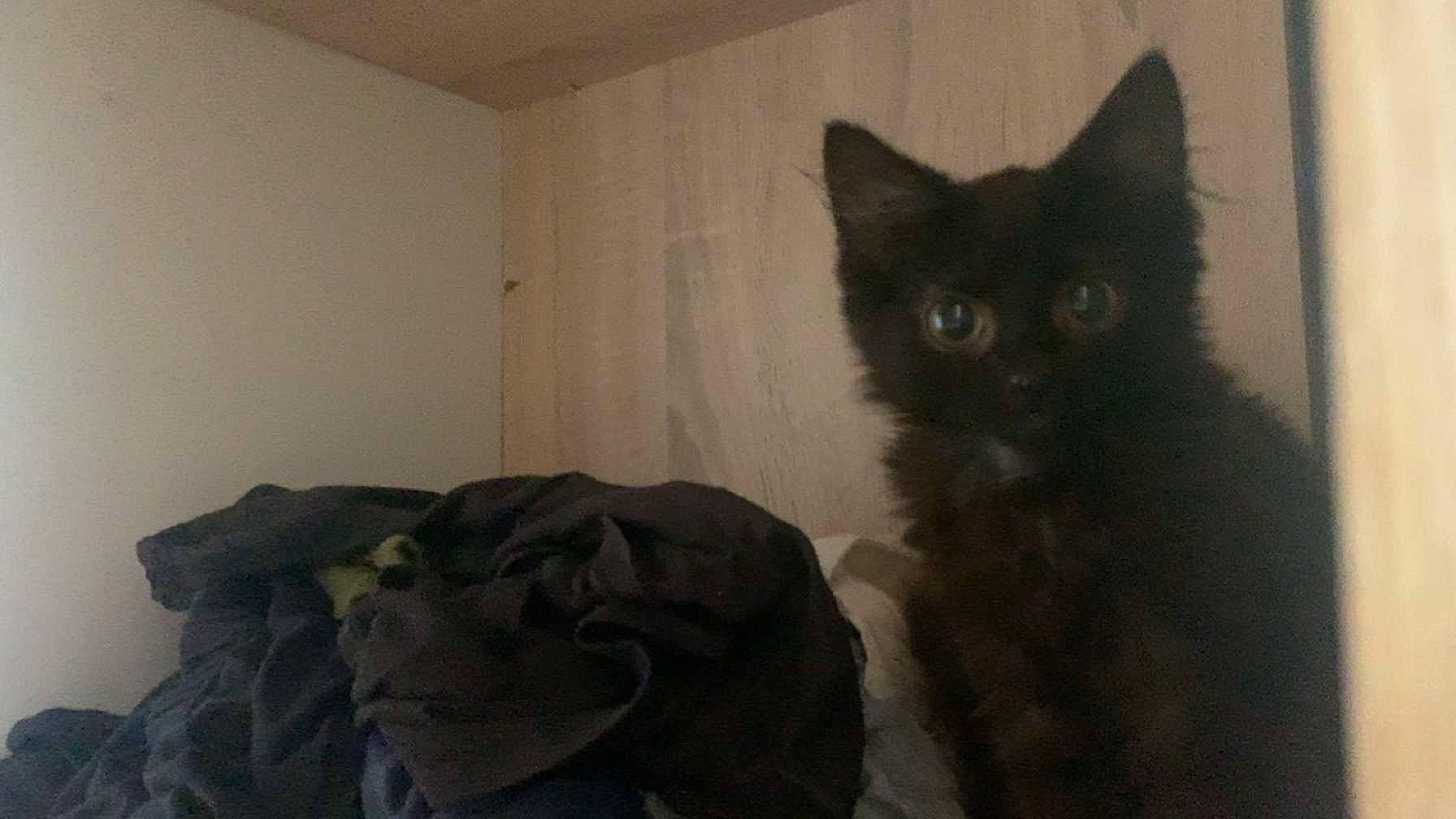 Railey is registered to the contest to win money with this photo: black_cat, carnivore, cat, comfort, domestic_short_haired_cat, felidae, fur, grey, linens, room, small_to_medium_sized_cats, snout, tail, whiskers, window, wood