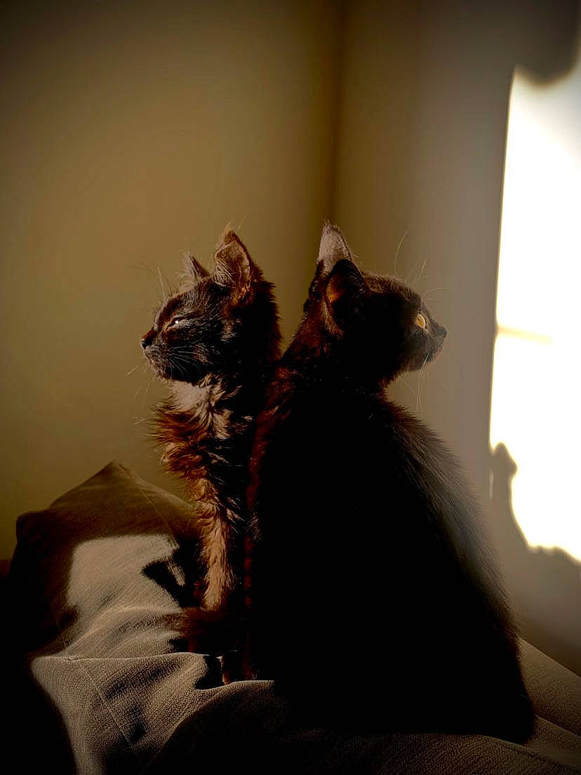 Liz And Railey is registered to the contest to win money with this photo: bed, carnivore, cat, claw, comfort, domestic_short_haired_cat, ear, felidae, fur, gesture, paw, room, sitting, small_to_medium_sized_cats, snout, tail, tints_and_shades, whiskers, window, wood