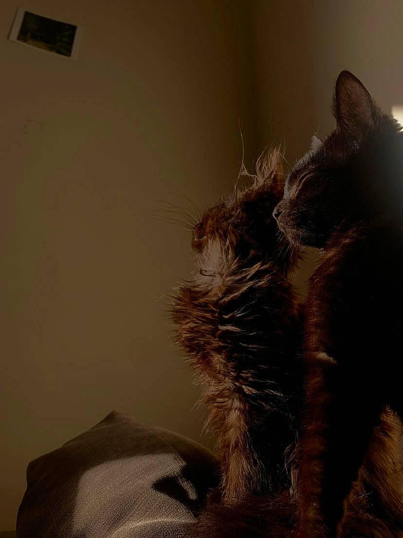 Liz And Railey is registered to the contest to win money with this photo: carnivore, cat, claw, comfort, fawn, feather, felidae, flooring, fur, grey, human_leg, linens, paw, shadow, small_to_medium_sized_cats, snout, tail, terrestrial_animal, whiskers, wood