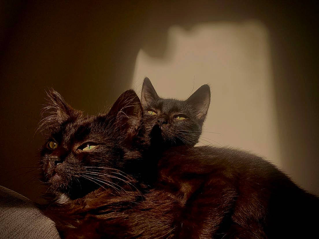 Liz And Railey is registered to the contest to win money with this photo: black_cat, carnivore, cat, chartreux, claw, comfort, domestic_short_haired_cat, ear, felidae, fur, grey, paw, small_to_medium_sized_cats, tail, terrestrial_animal, whiskers