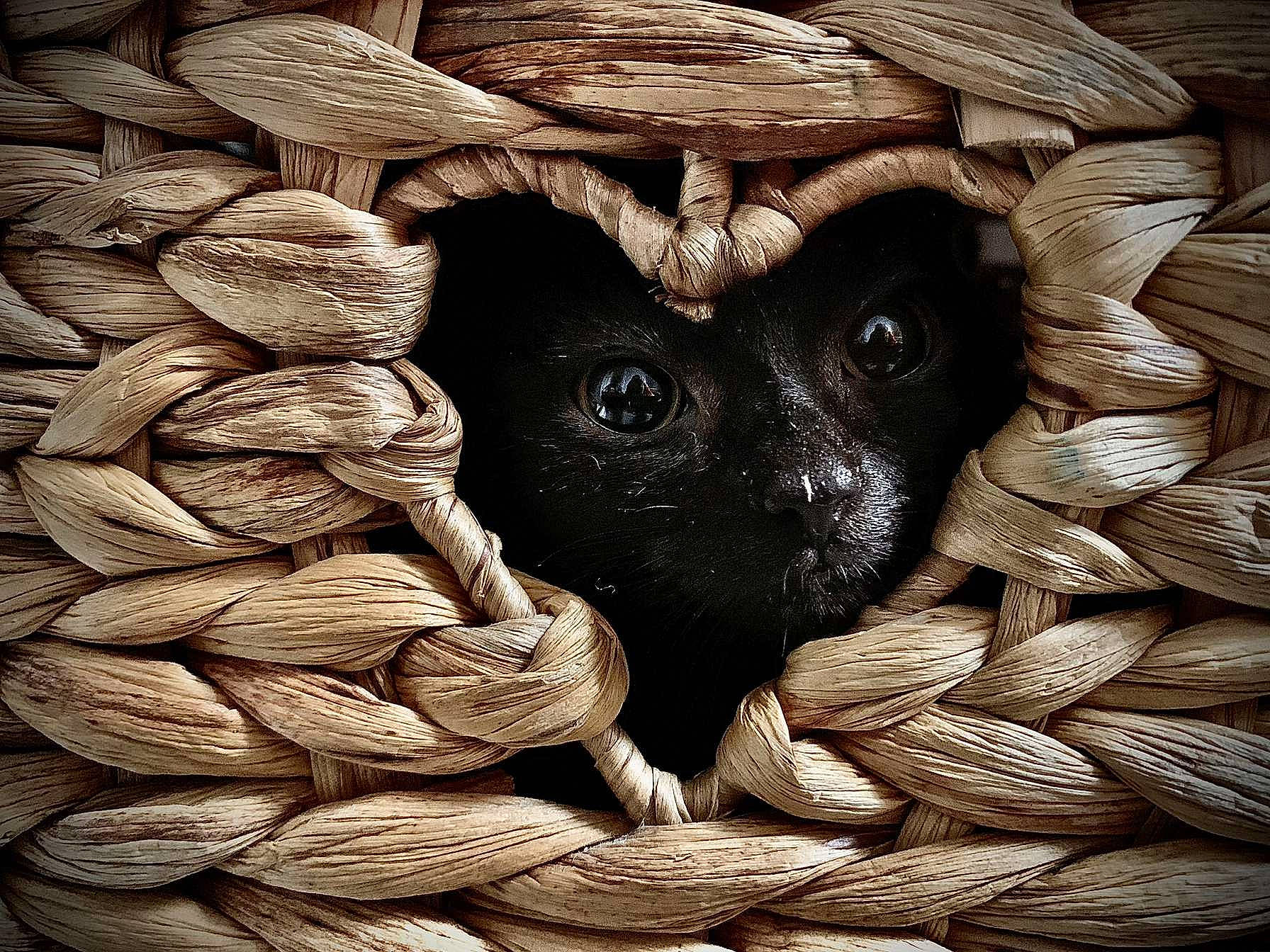 Lizardus Maximus is registered to the contest to win money with this photo: art, felidae, fruit, illustration, ingredient, monochrome, monochrome_photography, natural_foods, nut, nuts_seeds, painting, pattern, plant, still_life, still_life_photography, superfood, tree, visual_arts, whiskers, wood