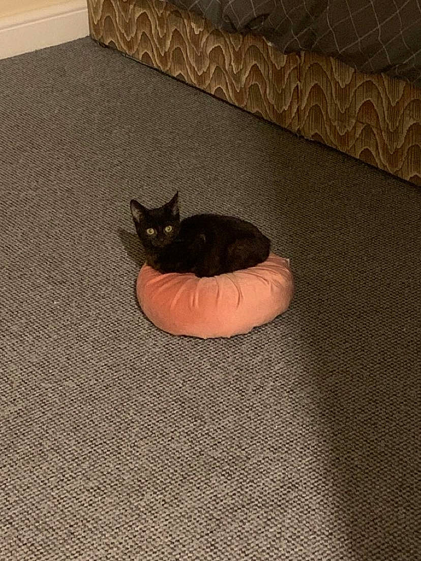 Lizardus Maximus joined the competition — help win amazing prizes! black_cat, brown, carnivore, cat, comfort, couch, domestic_short_haired_cat, felidae, floor, flooring, fur, grey, hardwood, laminate_flooring, linens, small_to_medium_sized_cats, tail, whiskers, wood, wood_flooring