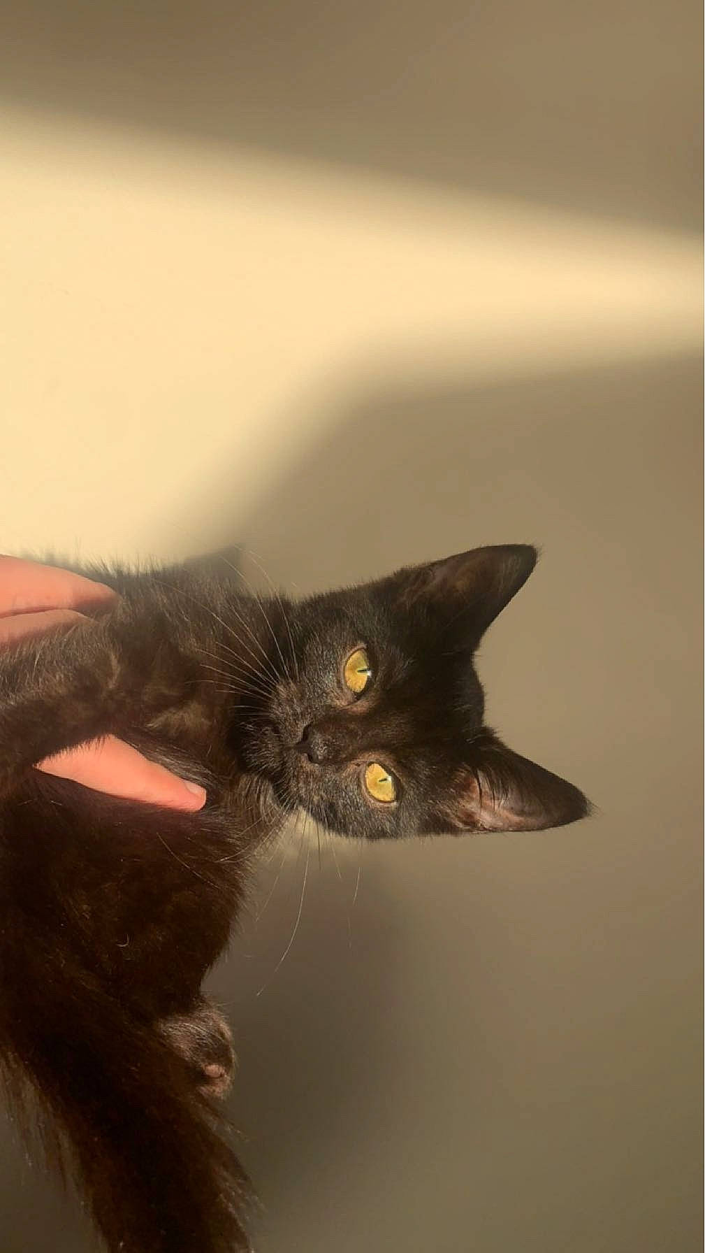 Lizardus Maximus joined the competition — help win amazing prizes! black_cat, carnivore, cat, claw, domestic_short_haired_cat, ear, eyelash, felidae, fur, gesture, macro_photography, paw, small_to_medium_sized_cats, snout, tail, whiskers