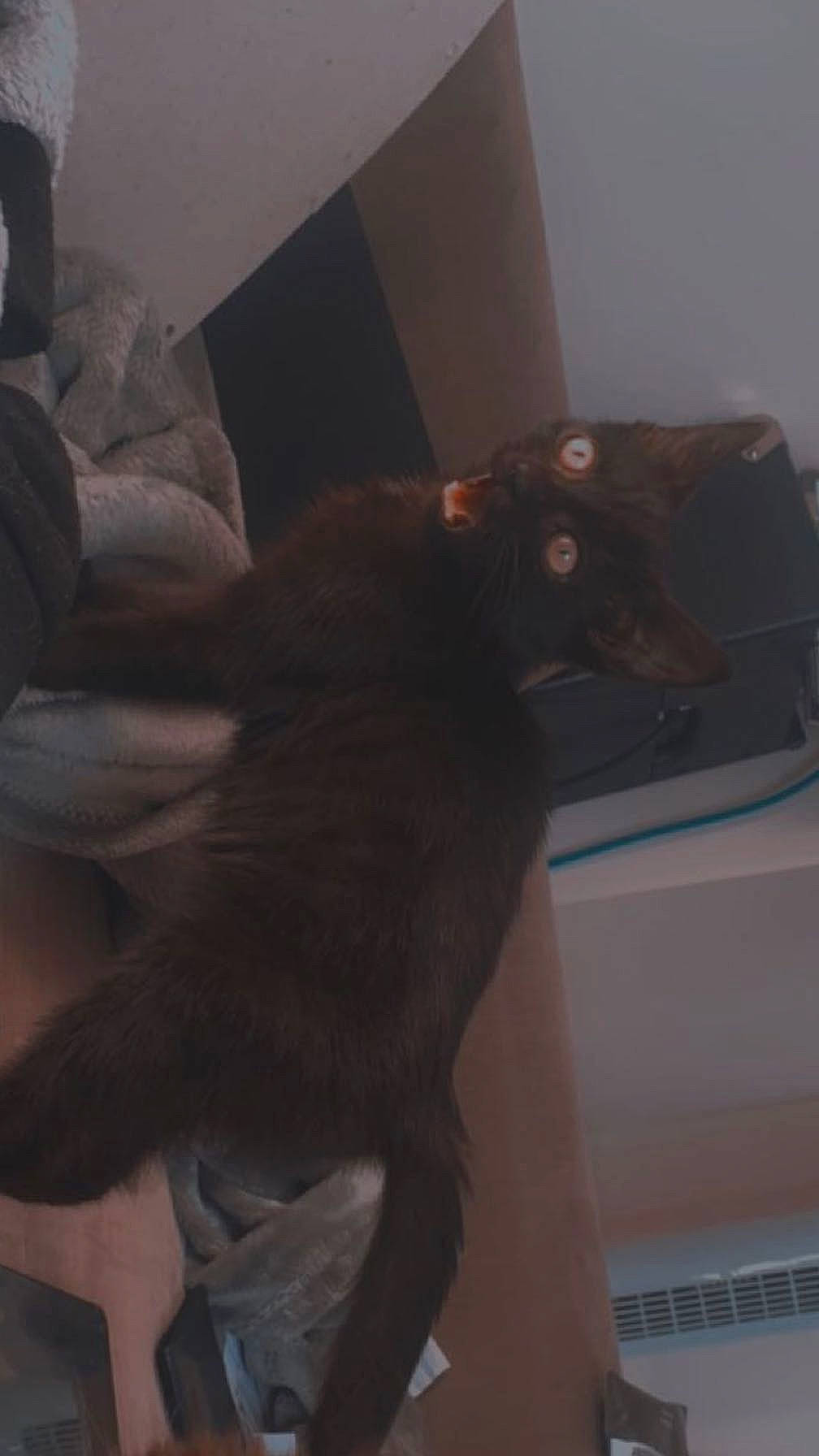 Lizardus Maximus is registered to the contest to win money with this photo: abdomen, cat, chest, comfort, companion_dog, dog_breed, elbow, felidae, flooring, fur, gesture, grey, human_leg, mammal, room, selfie, small_to_medium_sized_cats, tail, thigh, whiskers