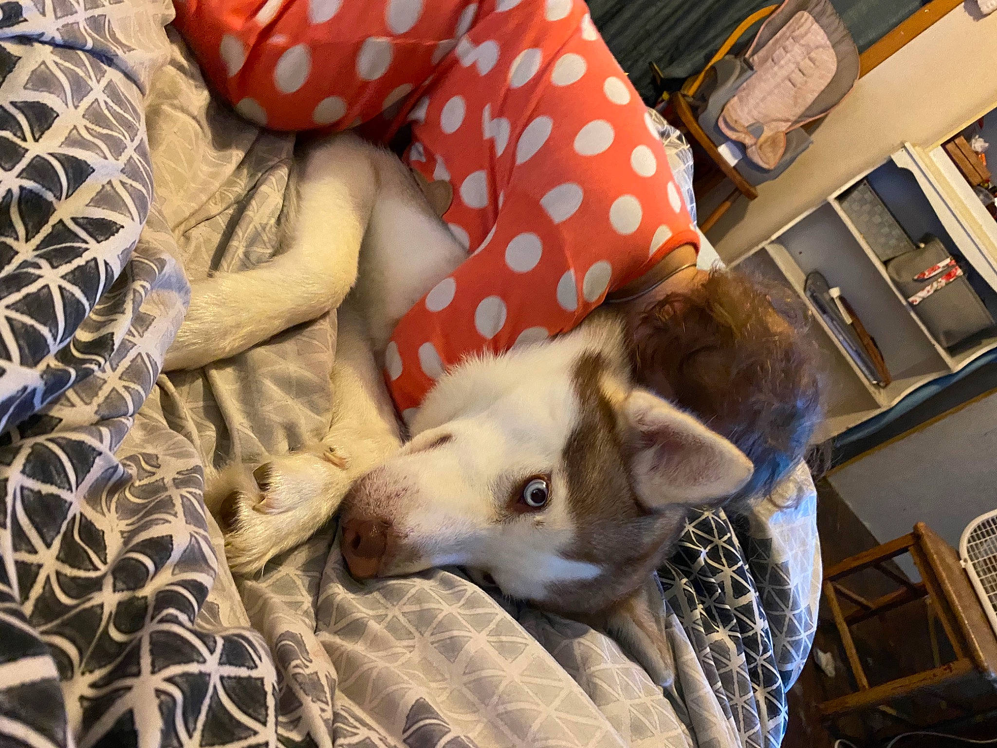 Fenway is registered to the contest to win money with this photo: art, canidae, carnivore, comfort, companion_dog, dog, dog_breed, fawn, fur, human_leg, linens, pattern, picture_frame, room, snout, sporting_group, terrestrial_animal, toy_dog, whiskers, working_animal