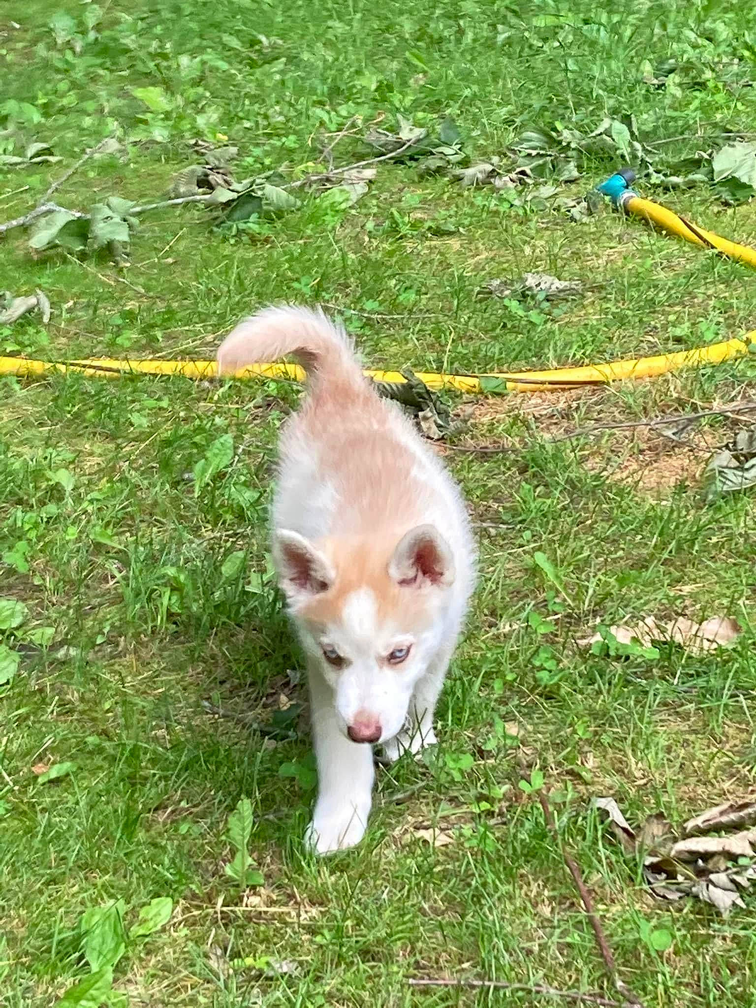 Fenway is registered to the contest to win money with this photo: ancient_dog_breeds, canidae, carnivore, collar, companion_dog, dog, dog_breed, fashion_accessory, fawn, fur, grass, grass_family, grassland, groundcover, leash, sporting_group, tail, terrestrial_animal, wildlife, working_animal