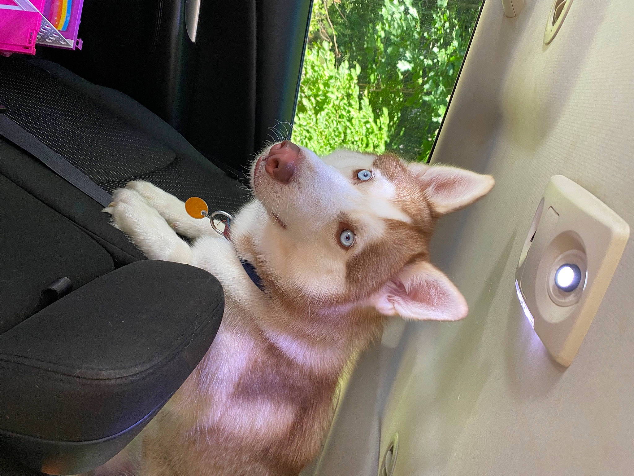 Fenway joined the competition — help win amazing prizes! auto_part, car_seat, carnivore, cat, comfort, dog_breed, domestic_short_haired_cat, ear, fawn, felidae, plant, small_to_medium_sized_cats, snout, tail, tree, vehicle, vehicle_door, whiskers, window, windshield