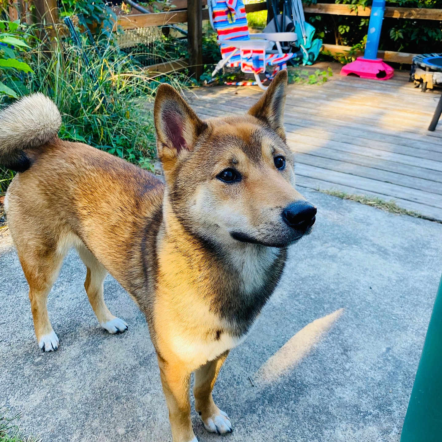 Chaze is registered to the contest to win money with this photo: alert, animal, backyard, basketball_hoop, chair, concrete, curled_tail, daylight, dog, fence, grass, greenery, nature, outdoor, patio, pet, playful, striped_chair, sunlight, wooden_fence