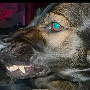 Duke joined the competition — help win amazing prizes! dog, close_up, teeth, animal, pet, fur, snout, mouth, eye, indoor, dark, aggressive, canine, profile, expression, face, portrait, animal_face, domestic_animal, closeup