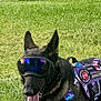 Duke is registered to the contest to win money with this photo: dog, service_dog, goggles, vest, purple, camouflage, grass, outdoor, pet, animal, working_dog, tongue, ears, sunlight, canine, nature, dog_tongue, reflective, equipment, service_patch