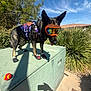Duke is registered to the contest to win money with this photo: dog, goggles, boots, harness, utility_box, outdoor, daylight, greenery, shrub, sky, sidewalk, shadow, tongue_out, reflective, canine, pet, sunny, leash, urban, walk