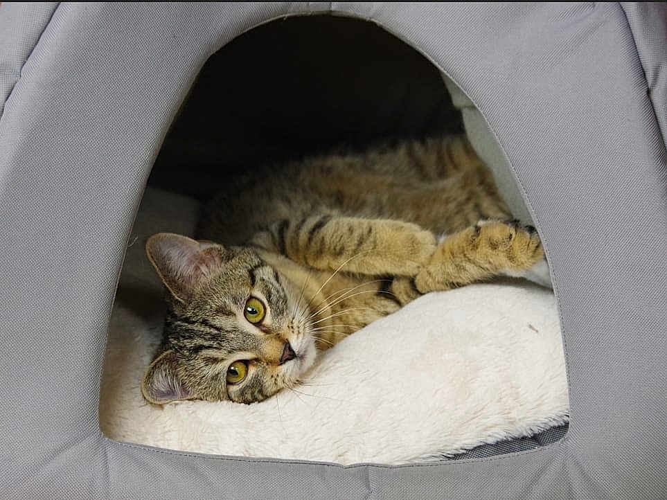 Aby participe au concours pour gagner de l'argent avec cette photo : cat, tabby_cat, pet_tent, cozy, resting, fluffy_cushion, indoor, feline, relaxed, curious_eyes, soft_texture, gray_fabric, whiskers, paws, sleepy, cute, domestic_animal, comfort, pet, animal