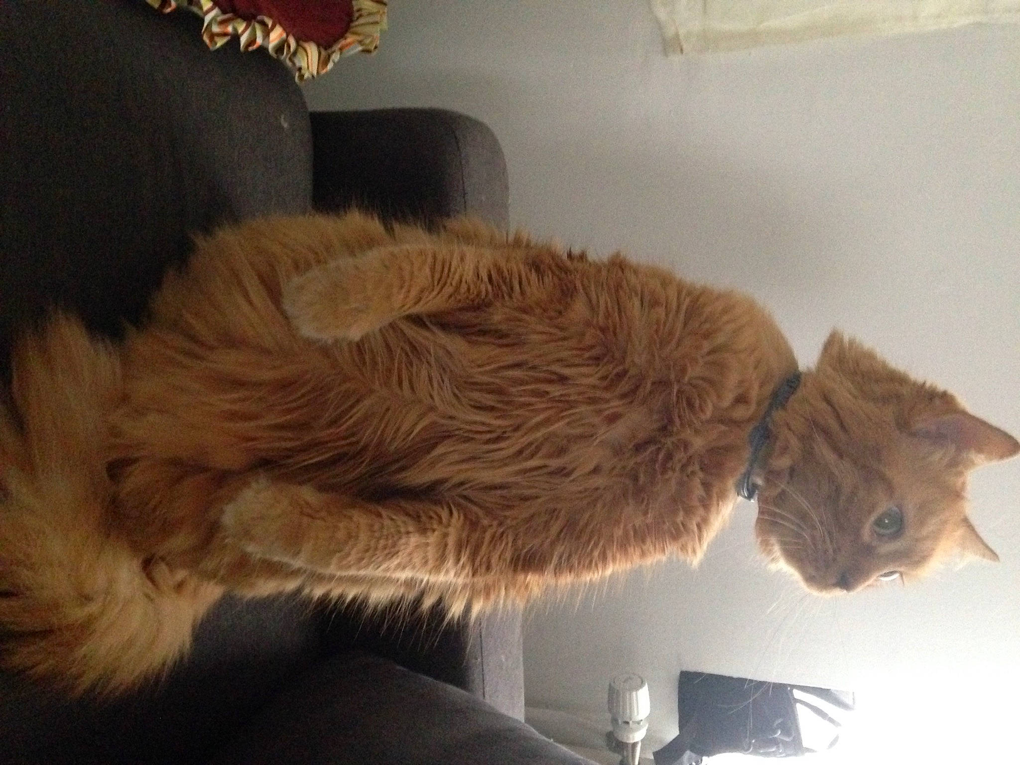 Choubaka participe au concours pour gagner de l'argent avec cette photo : artifact, canidae, carnivore, cat, claw, dog_breed, domestic_short_haired_cat, fawn, feather, felidae, fur, fur_clothing, liver, small_to_medium_sized_cats, snout, sporting_group, tail, terrestrial_animal, whiskers