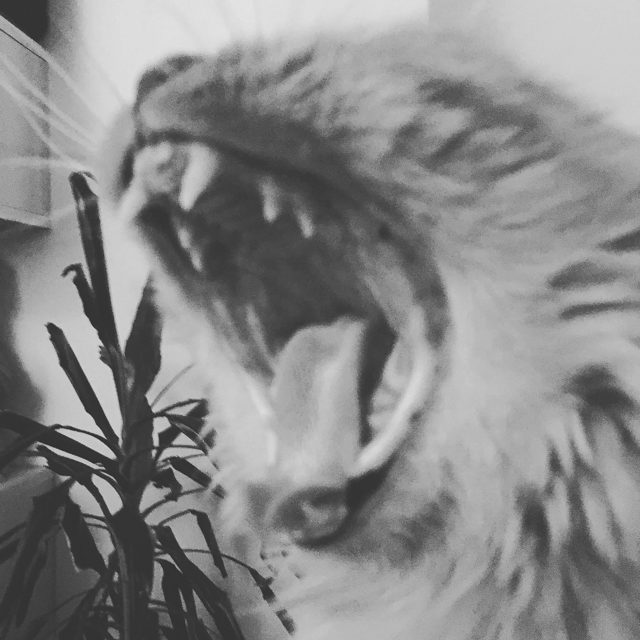 Choubaka a rejoint le concours — aidez-le/la à gagner de superbes lots ! bengal_tiger, black_and_white, carnivore, cat, eye, fang, feather, felidae, fur_clothing, grey, iris, jaw, monochrome_photography, organism, plant, siberian_tiger, small_to_medium_sized_cats, snout, style, whiskers