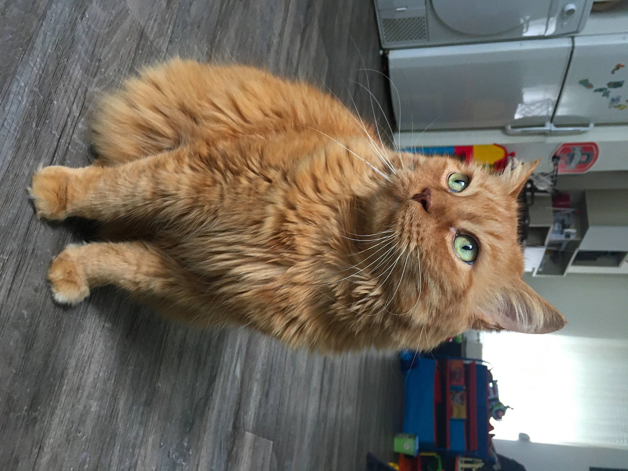 Choubaka participe au concours pour gagner de l'argent avec cette photo : canidae, carnivore, cat, claw, companion_dog, dog_breed, domestic_short_haired_cat, fawn, felidae, fur, hardwood, paw, shelf, small_to_medium_sized_cats, snout, sporting_group, tail, terrestrial_animal, whiskers, wood