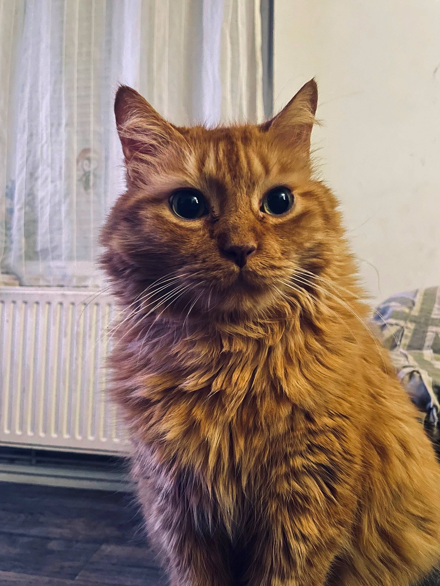 Choubaka a rejoint le concours — aidez-le/la à gagner de superbes lots ! british_longhair, carnivore, cat, claw, curtain, domestic_short_haired_cat, fawn, felidae, fur, small_to_medium_sized_cats, snout, tail, terrestrial_animal, whiskers, window, window_treatment, wood