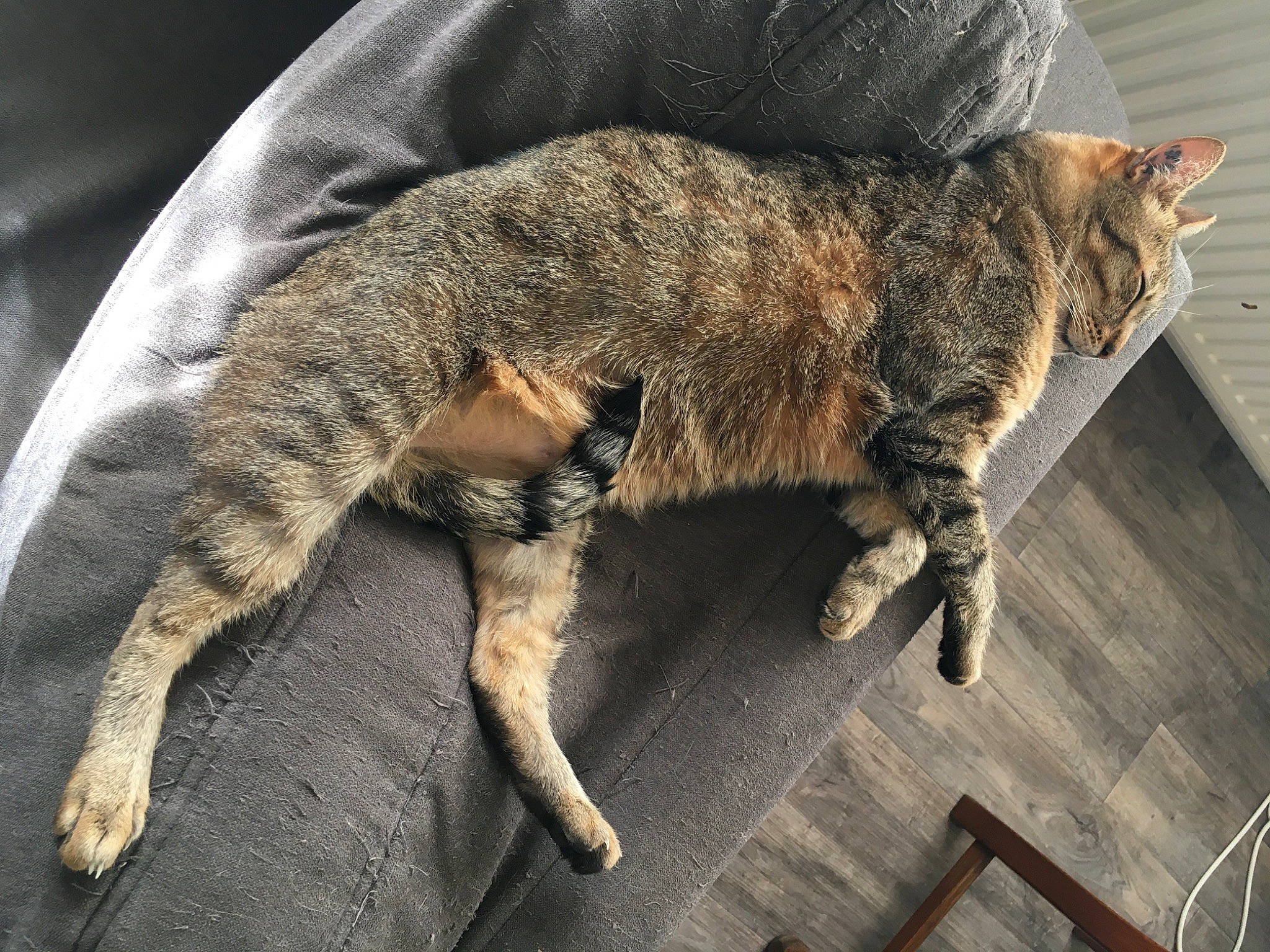 Spock participe au concours pour gagner de l'argent avec cette photo : canidae, carnivore, cat, claw, dog_breed, domestic_short_haired_cat, fawn, felidae, flooring, fur, human_leg, nap, paw, small_to_medium_sized_cats, snout, sporting_group, tail, terrestrial_animal, whiskers, wood