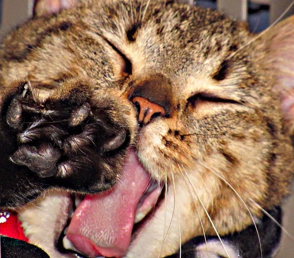 Spock a rejoint le concours — aidez-le/la à gagner de superbes lots ! carnivore, cat, close_up, comfort, domestic_short_haired_cat, ear, eye, fang, felidae, fur, gesture, jaw, paw, small_to_medium_sized_cats, snout, terrestrial_animal, tooth, whiskers, wildlife, yawn