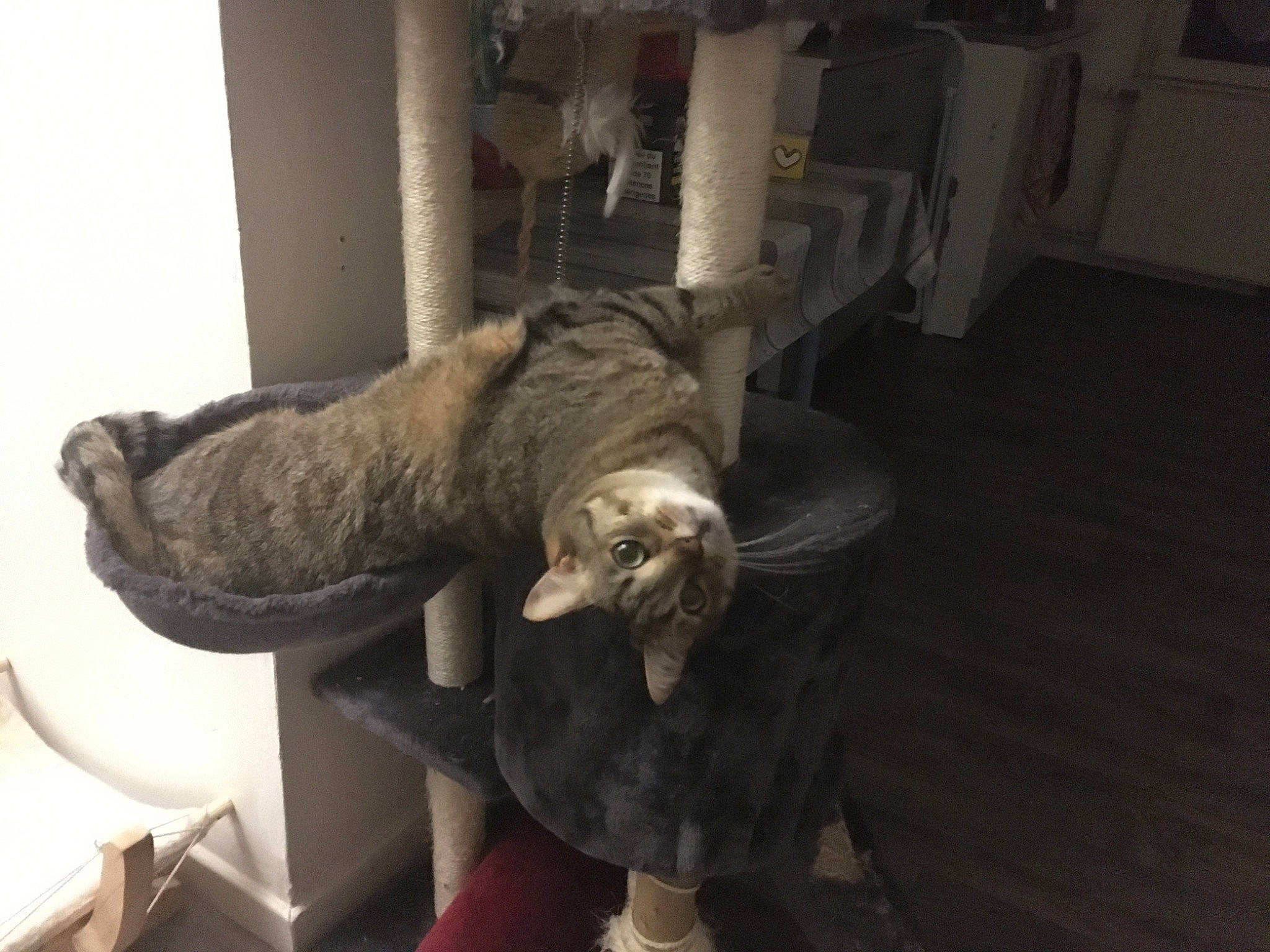 Spock a rejoint le concours — aidez-le/la à gagner de superbes lots ! canidae, carnivore, comfort, companion_dog, dog_breed, domestic_short_haired_cat, fawn, felidae, flooring, fur, hardwood, natural_material, room, small_to_medium_sized_cats, snout, sporting_group, tail, whiskers, wood, working_animal