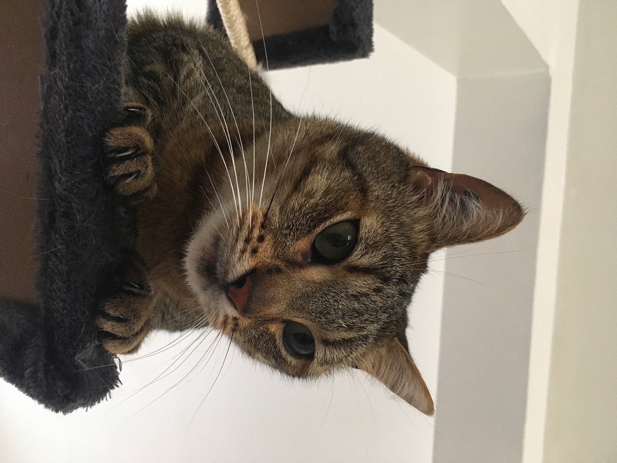 Spock a rejoint le concours — aidez-le/la à gagner de superbes lots ! carnivore, cat, claw, domestic_short_haired_cat, ear, eye, felidae, fur, paw, small_to_medium_sized_cats, snout, tail, tree, whiskers, window