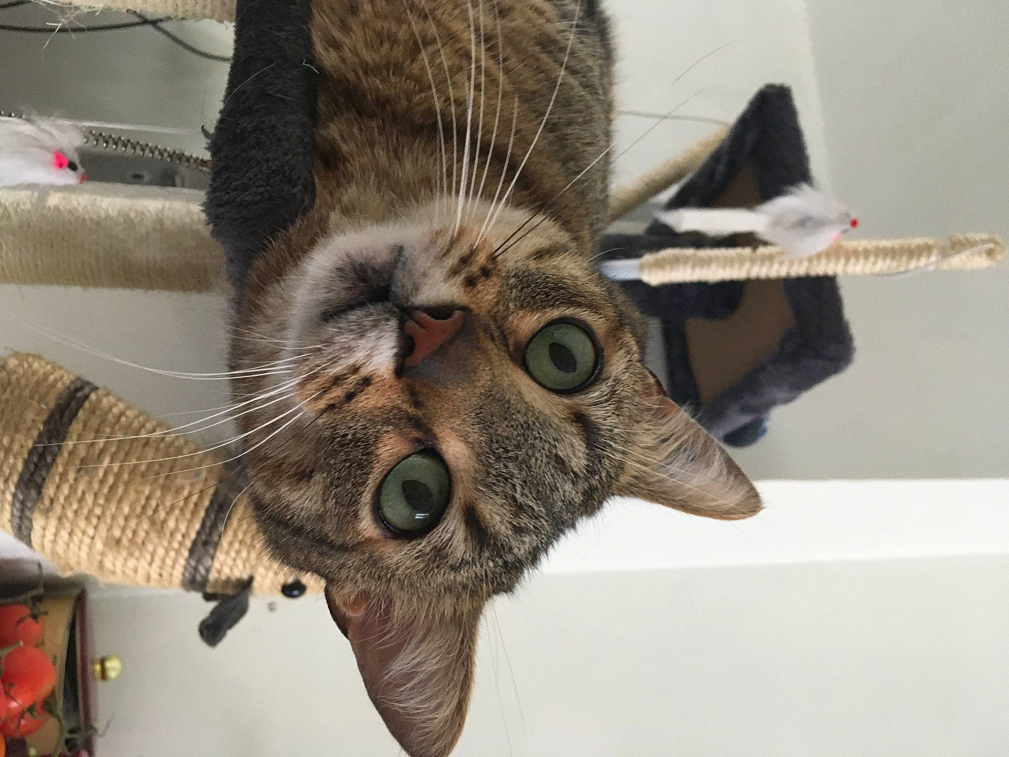 Spock participe au concours pour gagner de l'argent avec cette photo : butterfly, carnivore, cat, claw, close_up, domestic_short_haired_cat, fang, felidae, fur, insect, metal, paw, plant, small_to_medium_sized_cats, snout, tail, terrestrial_animal, tree, whiskers