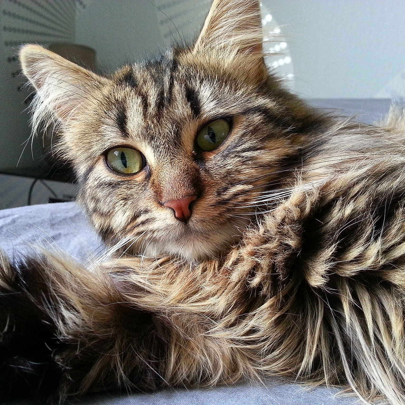 Plumette