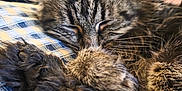 Plume participe au concours pour gagner de l'argent avec cette photo : animal, cat, closeup, comfort, cozy, cushion, cute, domestic, feline, fur, indoor, mammal, paws, pet, relaxation, resting, sleeping, soft, tabby, whiskers