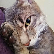 Pouf participe au concours pour gagner de l'argent avec cette photo : american_shorthair, american_wirehair, asian, australian_mist, carnivore, cat, close_up, domestic_short_haired_cat, dragon_li, ear, european_shorthair, eye, felidae, fur, kitten, mammal, small_to_medium_sized_cats, snout, tabby_cat, whiskers