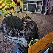 Daisy is registered to the contest to win money with this photo: dog, pet_bed, indoor, carpet, television, decor, plant, flower_arrangement, striped_wallpaper, bow, small_dog, living_room, table, trash_bag, remote_control, picture_frame, fireplace, cushion, light, ornament