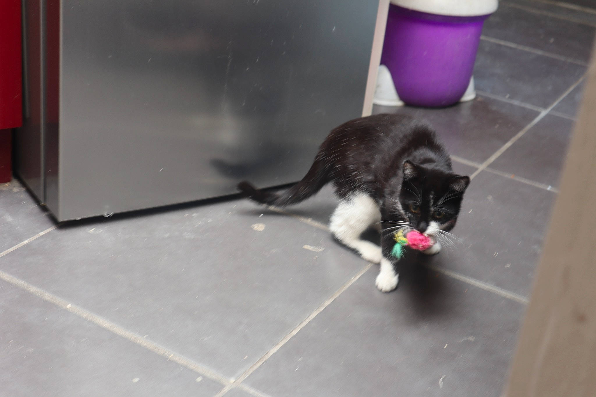 Meiko a rejoint le concours — aidez-le/la à gagner de superbes lots ! canidae, carnivore, cat, cat_toy, companion_dog, dog_breed, domestic_short_haired_cat, electric_blue, felidae, floor, flooring, fur, hardwood, paw, small_to_medium_sized_cats, sporting_group, tail, whiskers