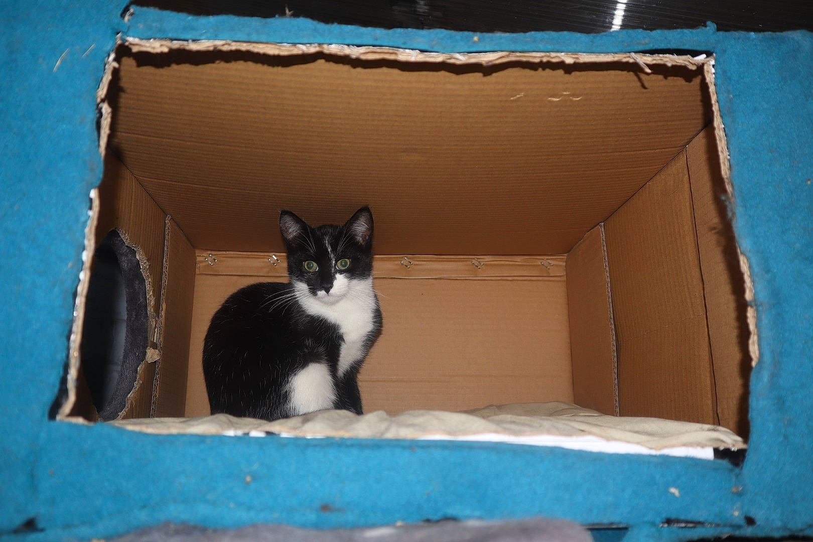 Meiko a rejoint le concours — aidez-le/la à gagner de superbes lots ! blue, box, brown, cardboard, carnivore, carton, cat, cat_supply, felidae, packaging_and_labeling, packing_materials, pet_supply, rectangle, shipping_box, small_to_medium_sized_cats, tints_and_shades, tree, whiskers, window, wood