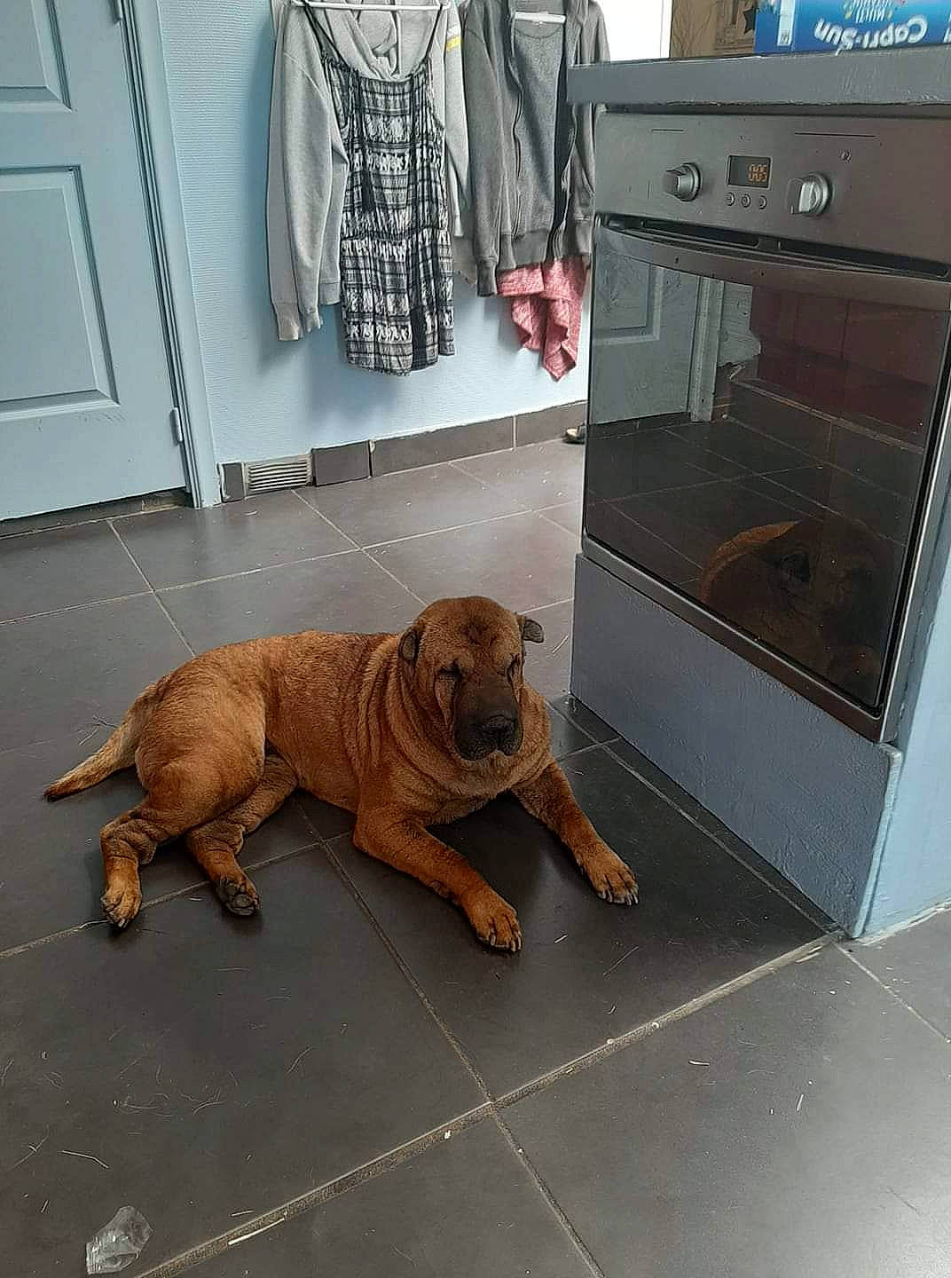 Cannele participe au concours pour gagner de l'argent avec cette photo : canidae, carnivore, companion_dog, dog, dog_breed, dogue_de_bordeaux, fawn, floor, guard_dog, korean_mastiff, mammal, shar_pei, sporting_group, vertebrate