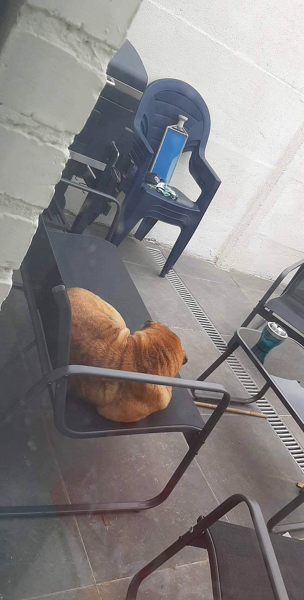 Cannele participe au concours pour gagner de l'argent avec cette photo : chair, sporting_group